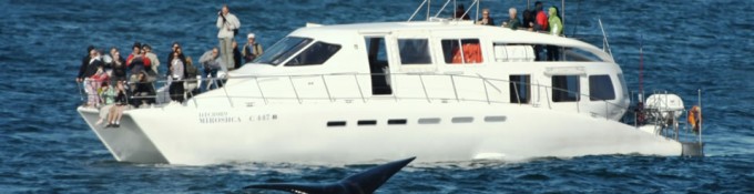 Whale watching trips in Hermanus