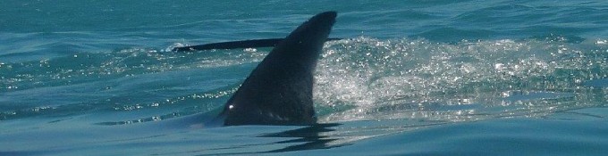 Great White Shark Cage Diving